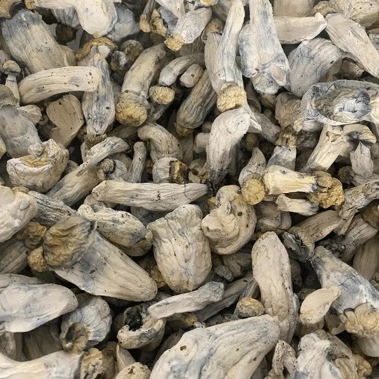 A+ MVP magic mushrooms - MycoAndCo Ann Arbor