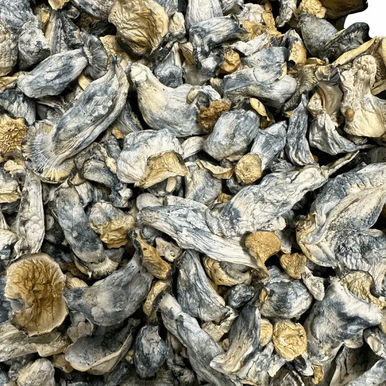 APE Revert magic mushrooms - MycoAndCo Ann Arbor