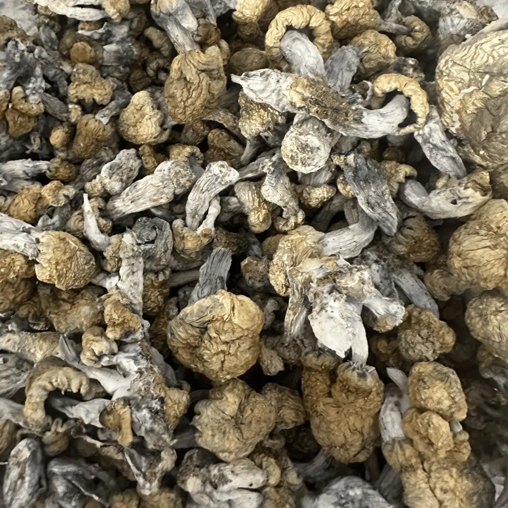 Avalanche magic mushrooms - MycoAndCo Ann Arbor