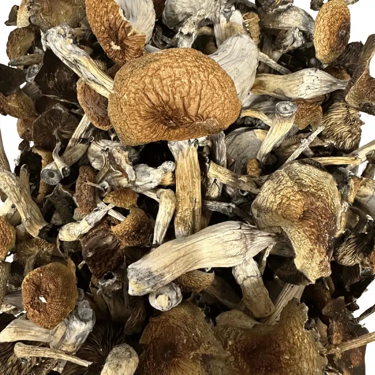 Blue Magnolia magic mushrooms - MycoAndCo Ann Arbor