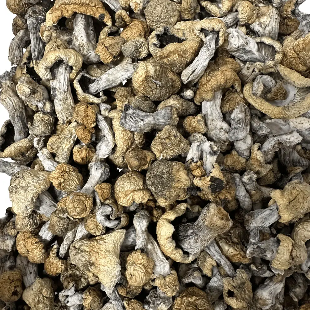 Blue Storm magic mushrooms - MycoAndCo Ann Arbor