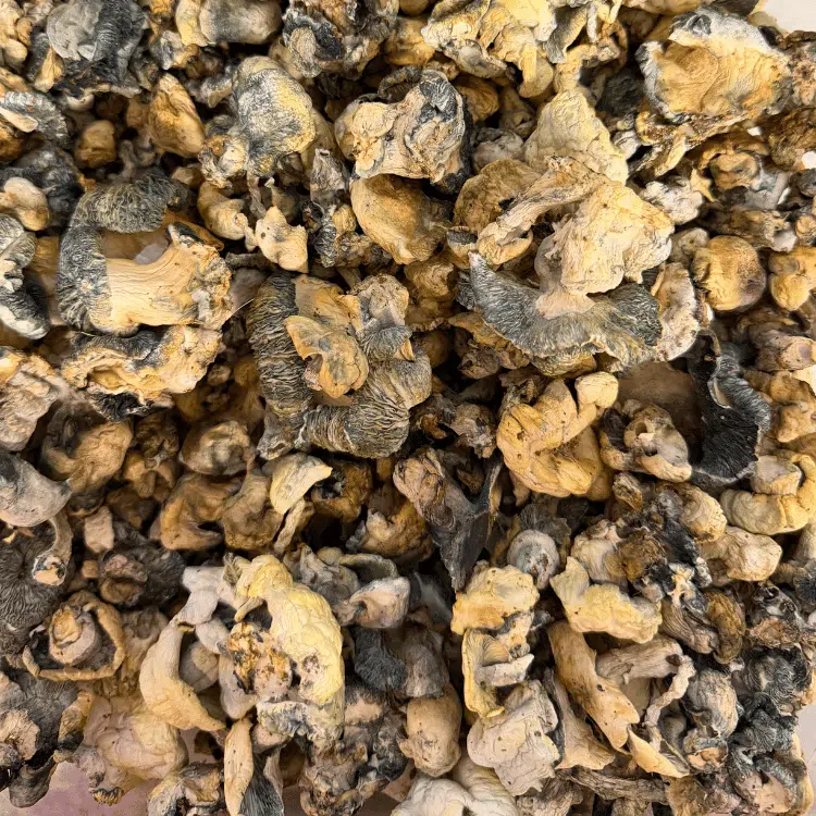 Blue Voodoo magic mushrooms - MycoAndCo Ann Arbor