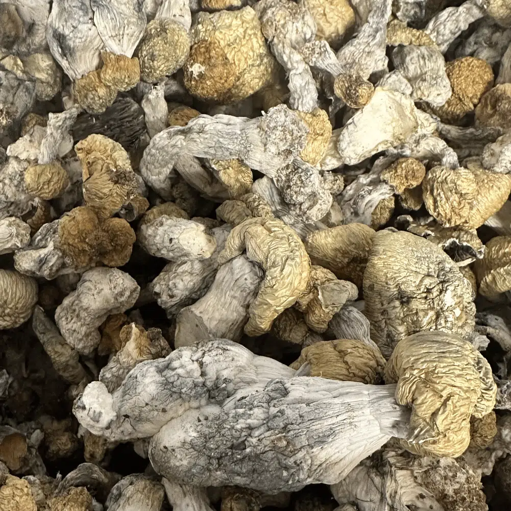 Bluey Vuitton magic mushrooms - MycoAndCo Ann Arbor