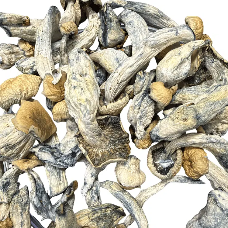 Creature magic mushrooms - MycoAndCo Ann Arbor