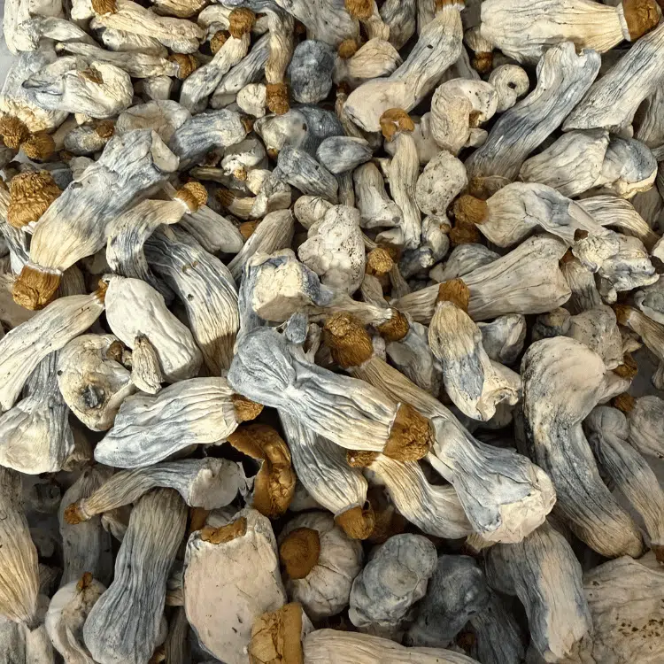 Dante's Inferno magic mushrooms - MycoAndCo Ann Arbor