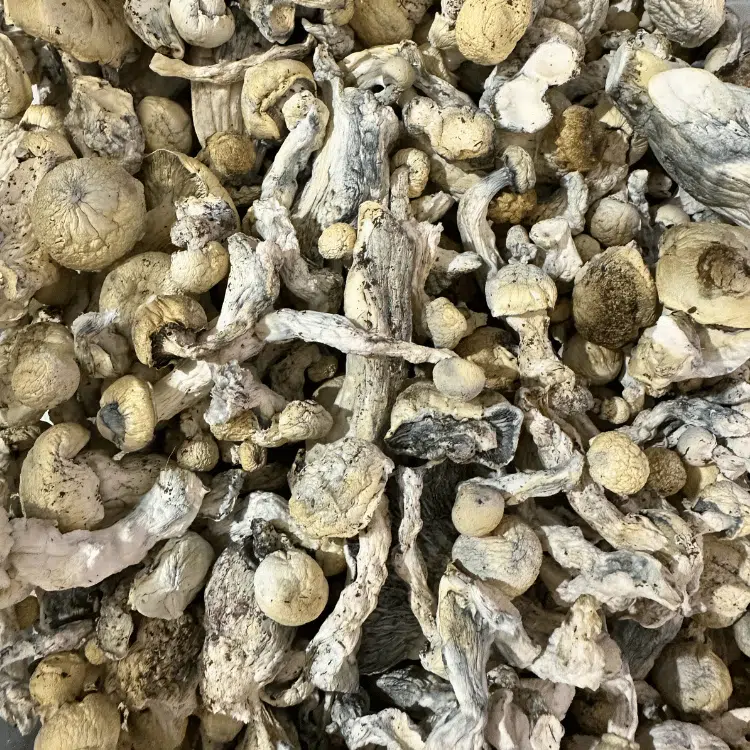 A3 - APE x Bluey Vuitton magic mushrooms - MycoAndCo Ann Arbor