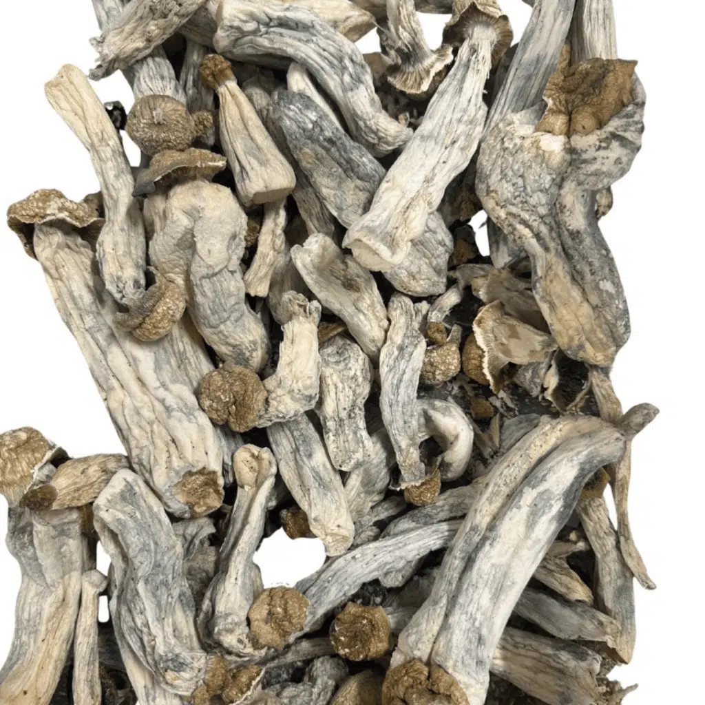 DC Melmac magic mushrooms - MycoAndCo Ann Arbor