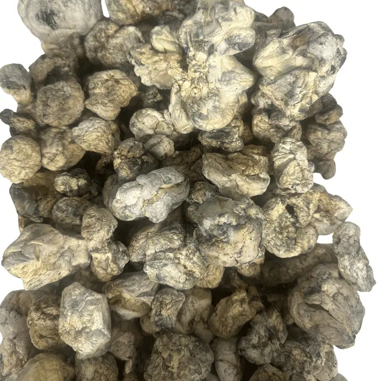 Dino Eggs magic mushrooms - MycoAndCo Ann Arbor