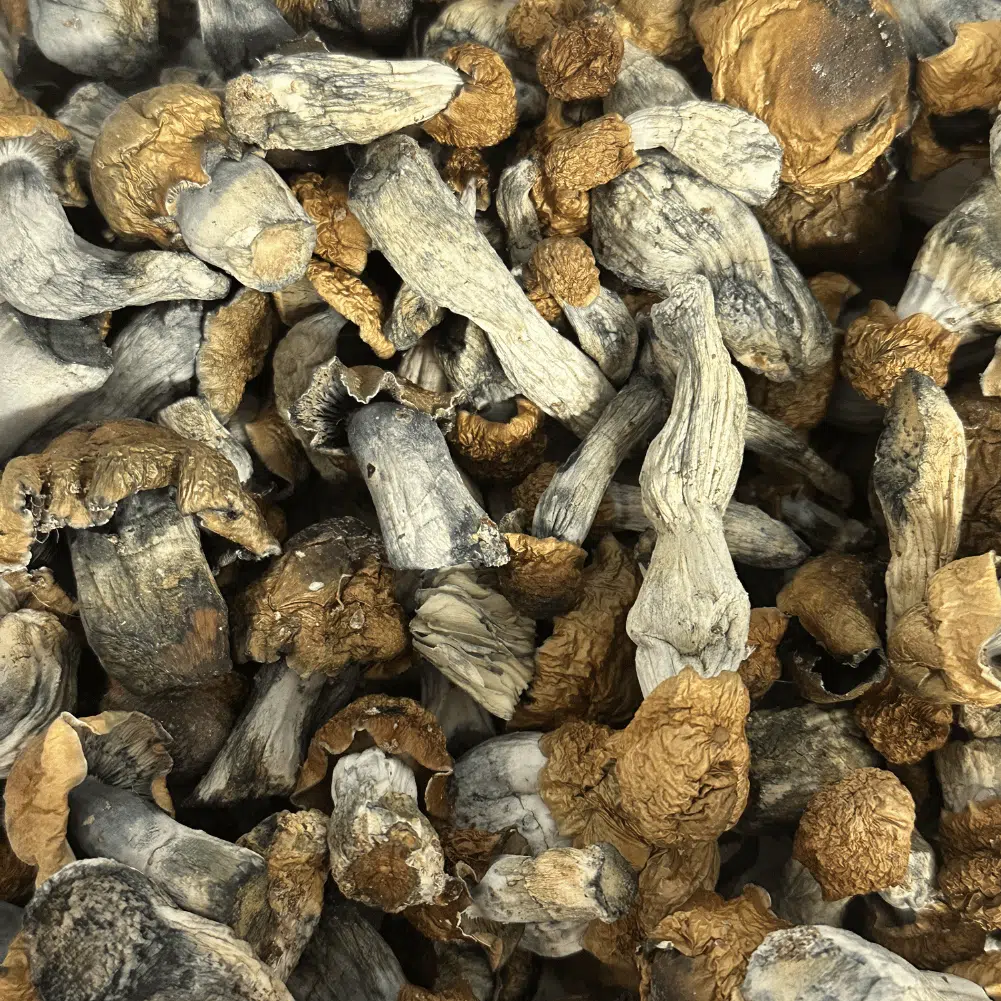 God Strain magic mushrooms - MycoAndCo Ann Arbor