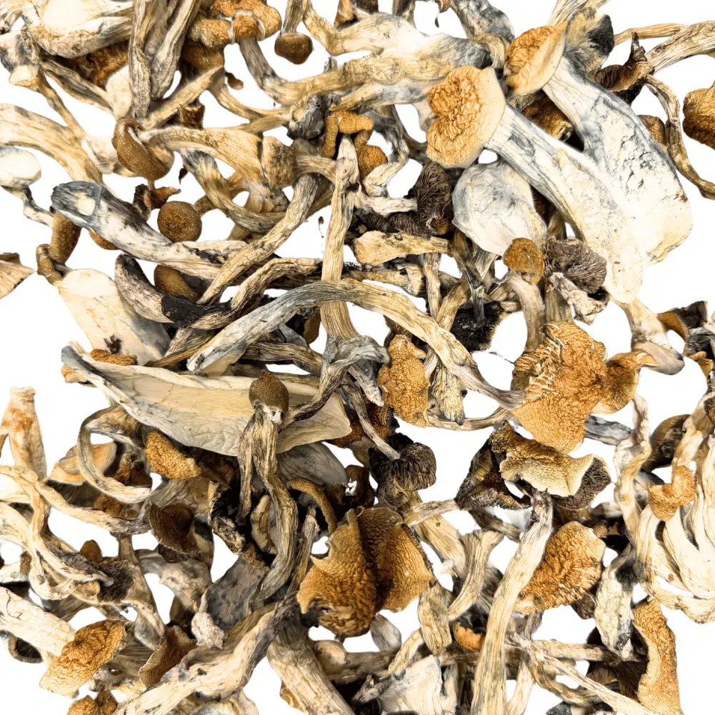 Golden Teacher magic mushrooms - MycoAndCo Ann Arbor