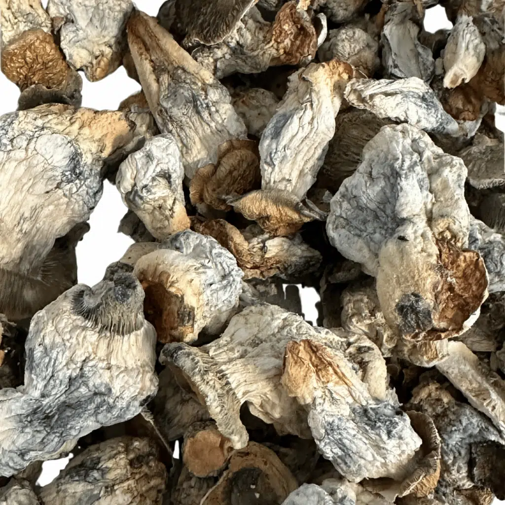 Gorilla Makilla magic mushrooms - MycoAndCo Ann Arbor