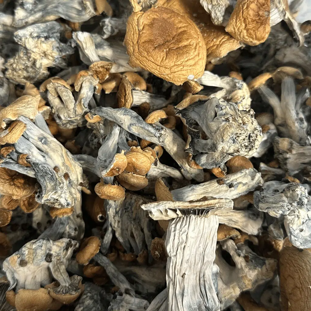 Hill Billy magic mushrooms - MycoAndCo Ann Arbor