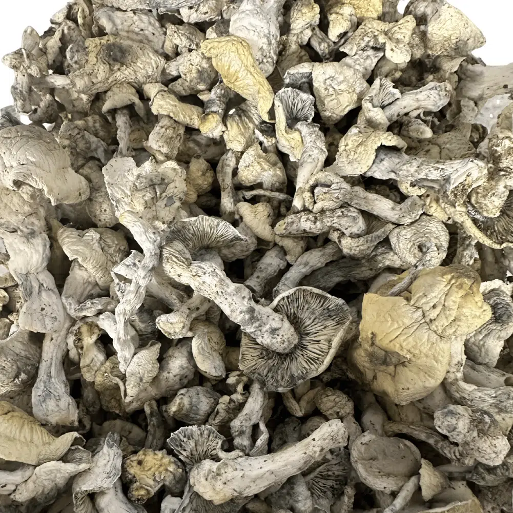 Iceberg magic mushrooms - MycoAndCo Ann Arbor
