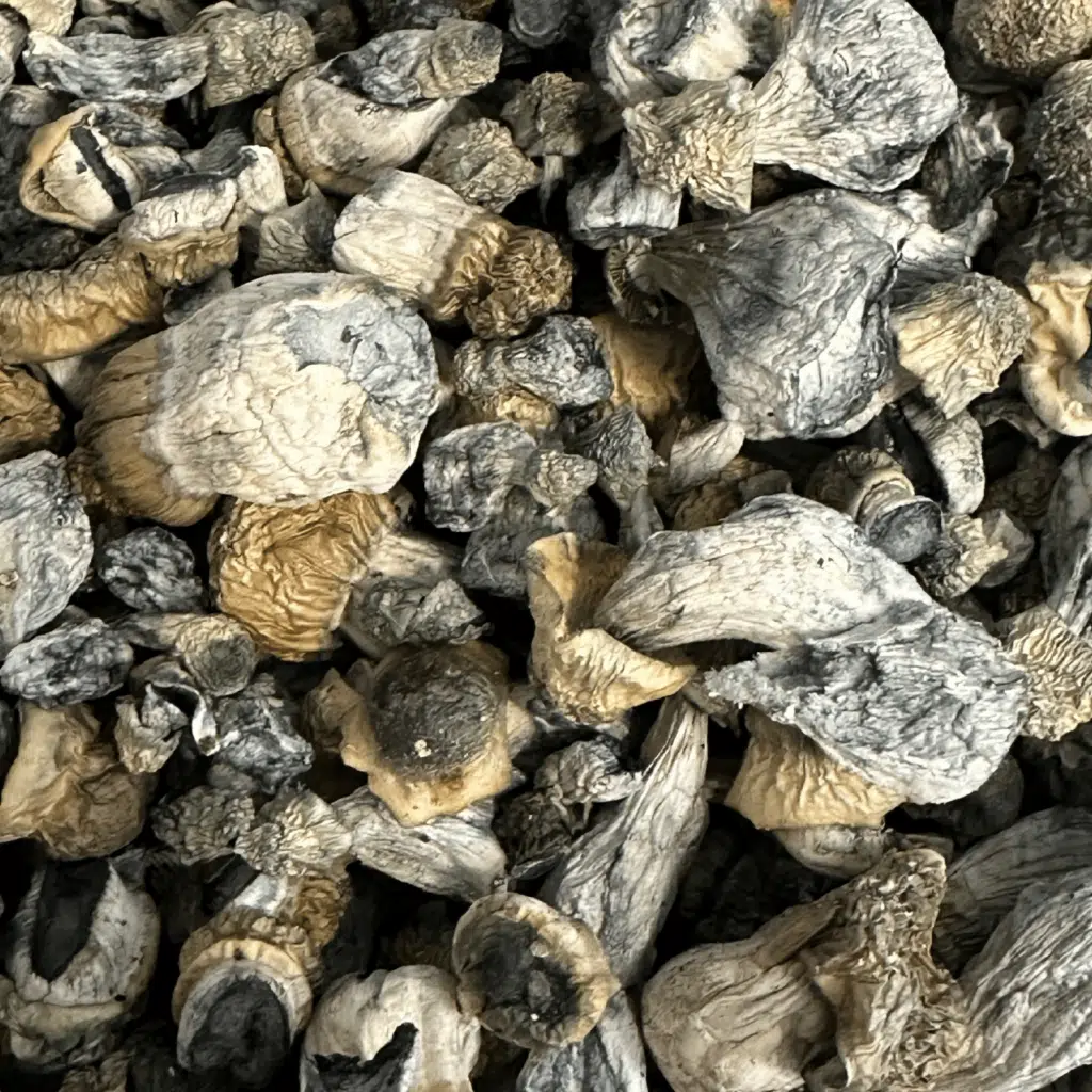 Jack Frost magic mushrooms - MycoAndCo Ann Arbor