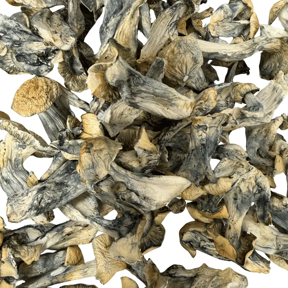Jedi Mindfuck magic mushrooms - MycoAndCo Ann Arbor