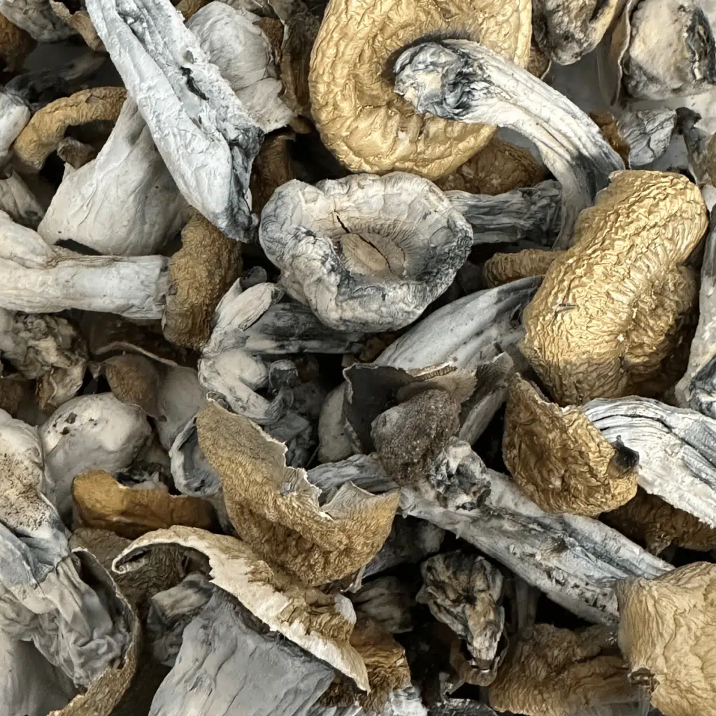 Lucid Blue magic mushrooms - MycoAndCo Ann Arbor
