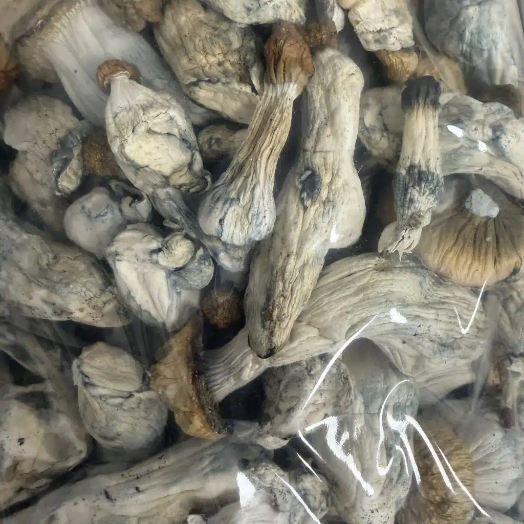Mac Galactic magic mushrooms - MycoAndCo Ann Arbor