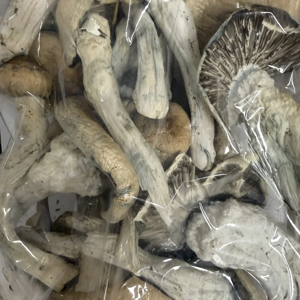 Melmac Thrasher magic mushrooms - MycoAndCo Ann Arbor