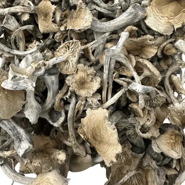 Natal Hills magic mushrooms - MycoAndCo Ann Arbor