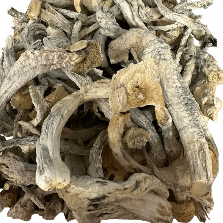 Natal Moon magic mushrooms - MycoAndCo Ann Arbor