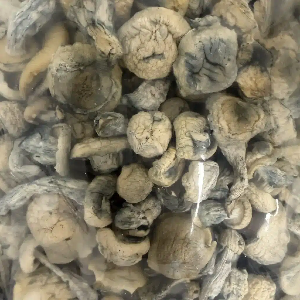 Nordic Storm magic mushrooms - MycoAndCo Ann Arbor