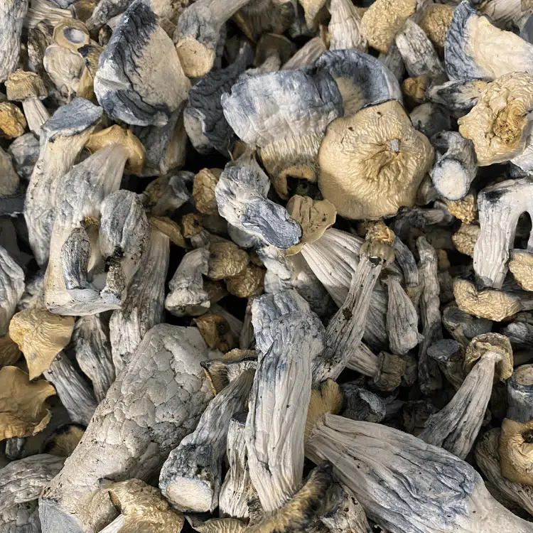 OG (Blue Meanie x Bluey Vuitton) magic mushrooms - MycoAndCo Ann Arbor