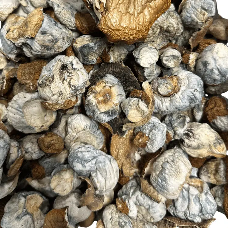 PE Extreme magic mushrooms - MycoAndCo Ann Arbor