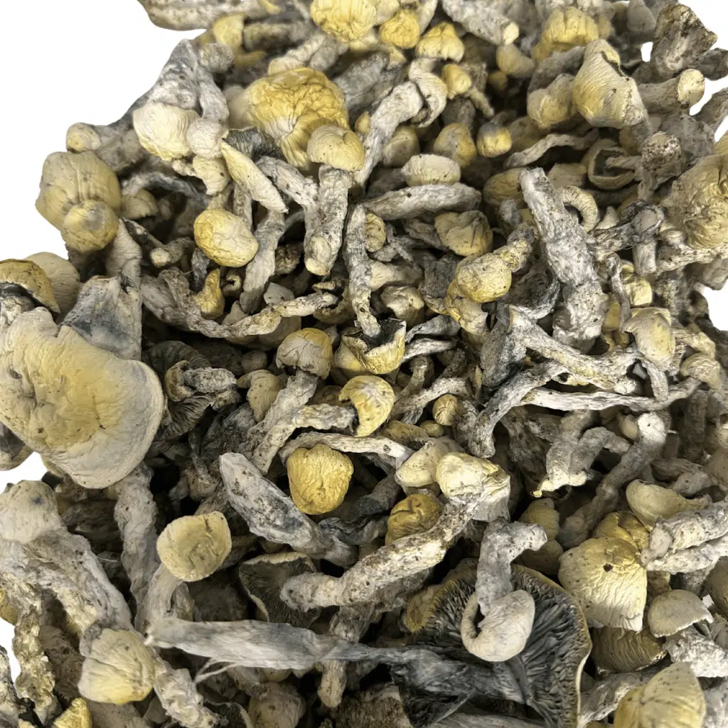 Pearly Gates magic mushrooms - MycoAndCo Ann Arbor