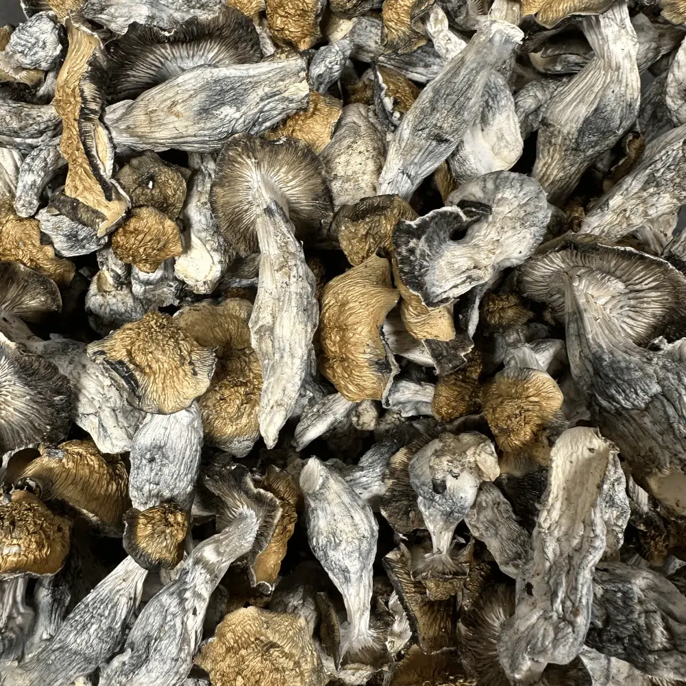 Penis Envy magic mushrooms - MycoAndCo Ann Arbor