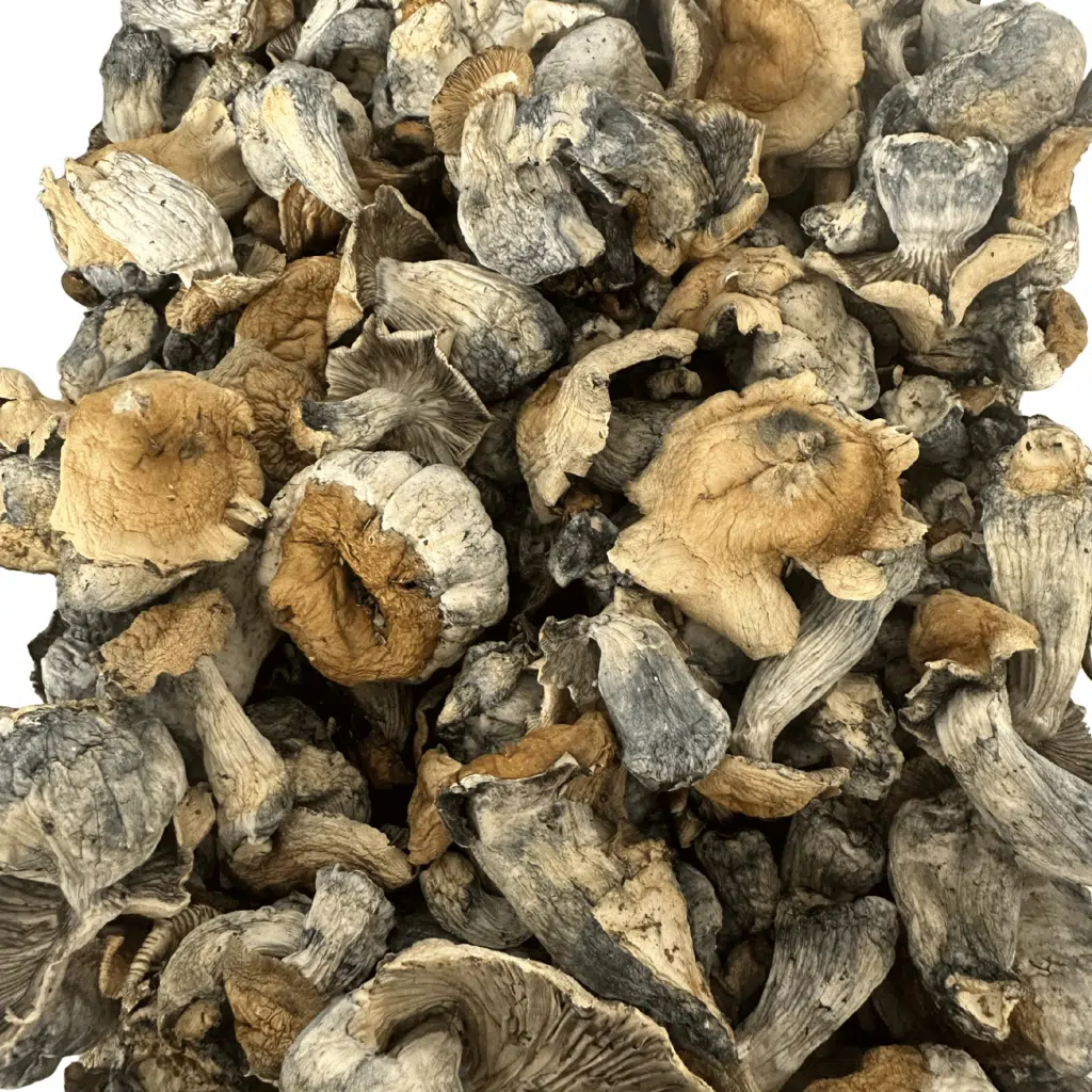 Pumpkin HillBilly magic mushrooms - MycoAndCo Ann Arbor