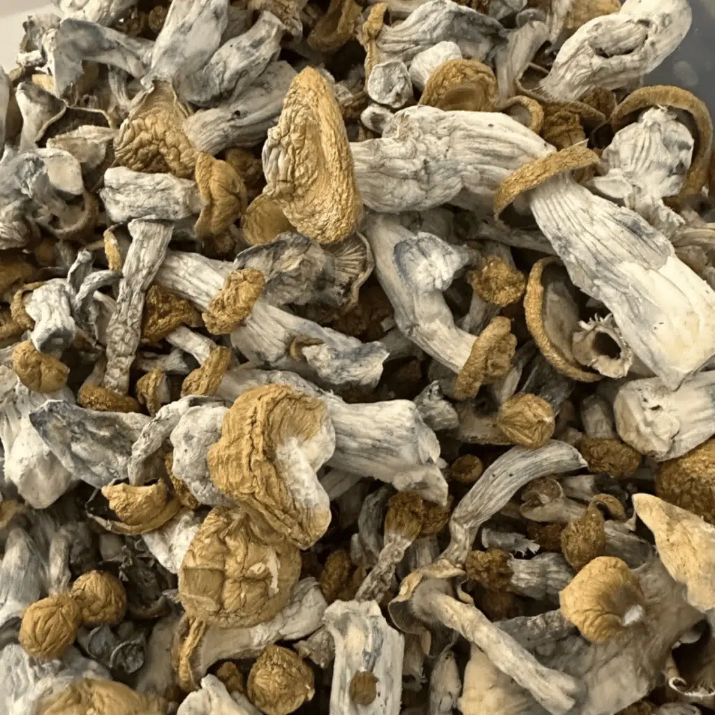 Purple Mystic magic mushrooms - MycoAndCo Ann Arbor