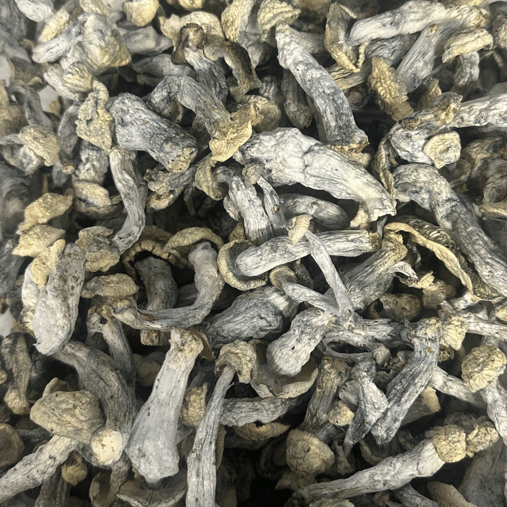 Rango magic mushrooms - MycoAndCo Ann Arbor
