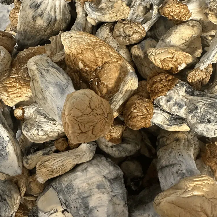 Shiva magic mushrooms - MycoAndCo Ann Arbor