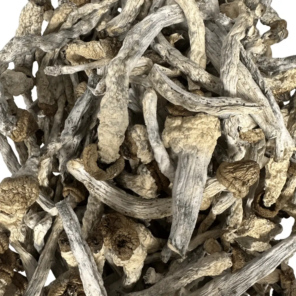 Slim Shady magic mushrooms - MycoAndCo Ann Arbor