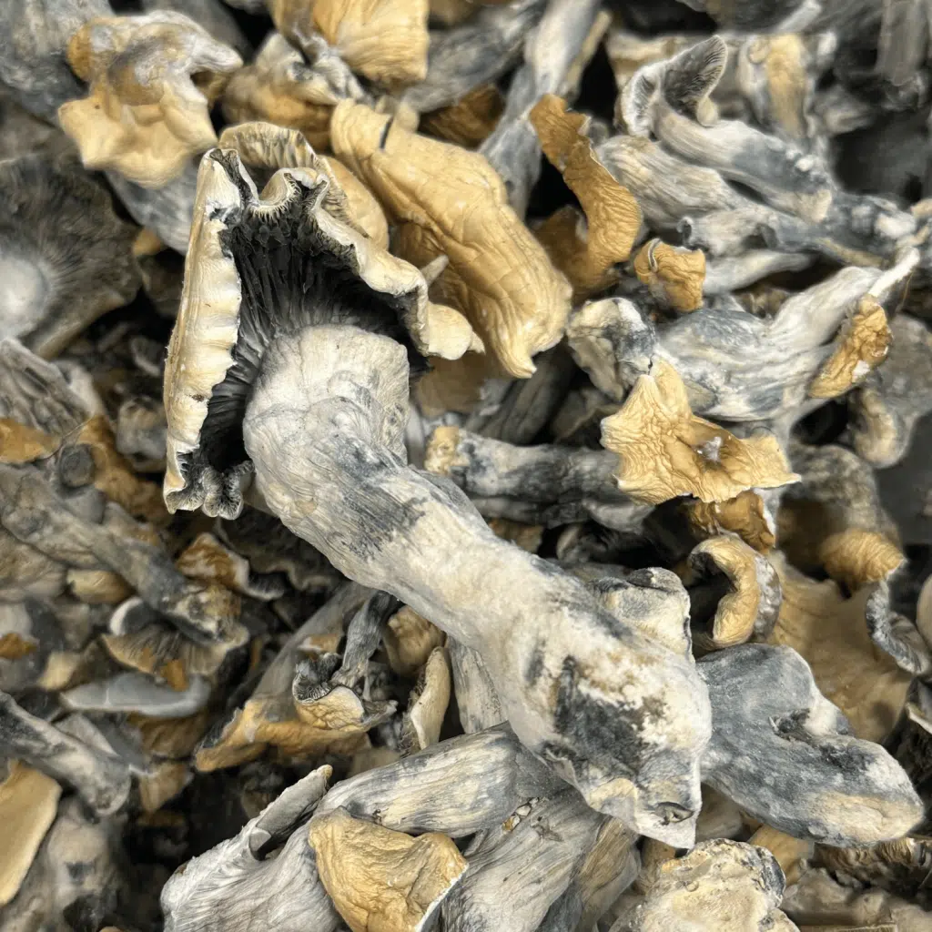 Smokey Tha Ghost magic mushrooms - MycoAndCo Ann Arbor