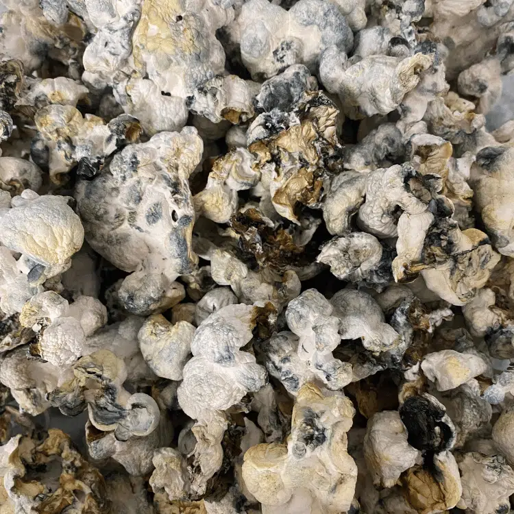 Snowball magic mushrooms - MycoAndCo Ann Arbor