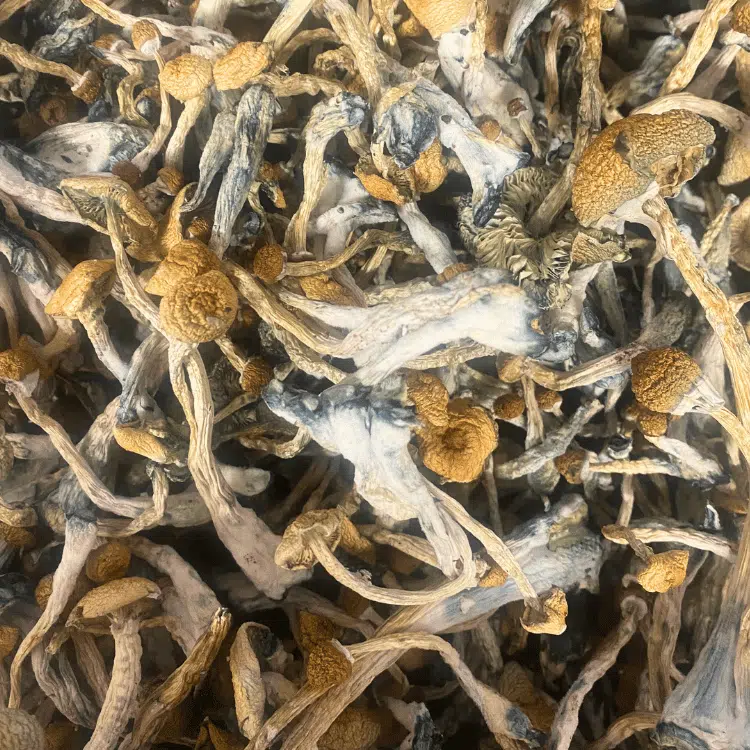 Stargazer magic mushrooms - MycoAndCo Ann Arbor