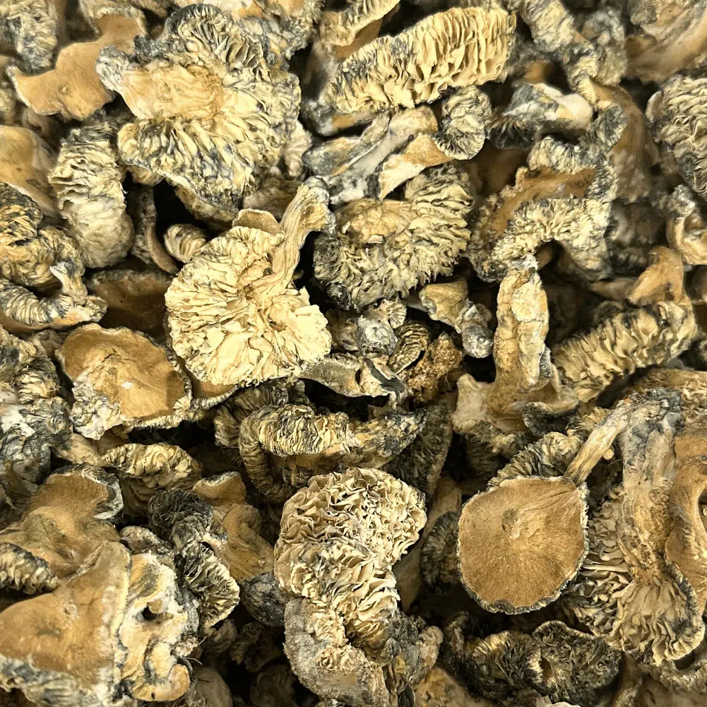 T Mac (Enigma x Melmac) magic mushrooms - MycoAndCo Ann Arbor