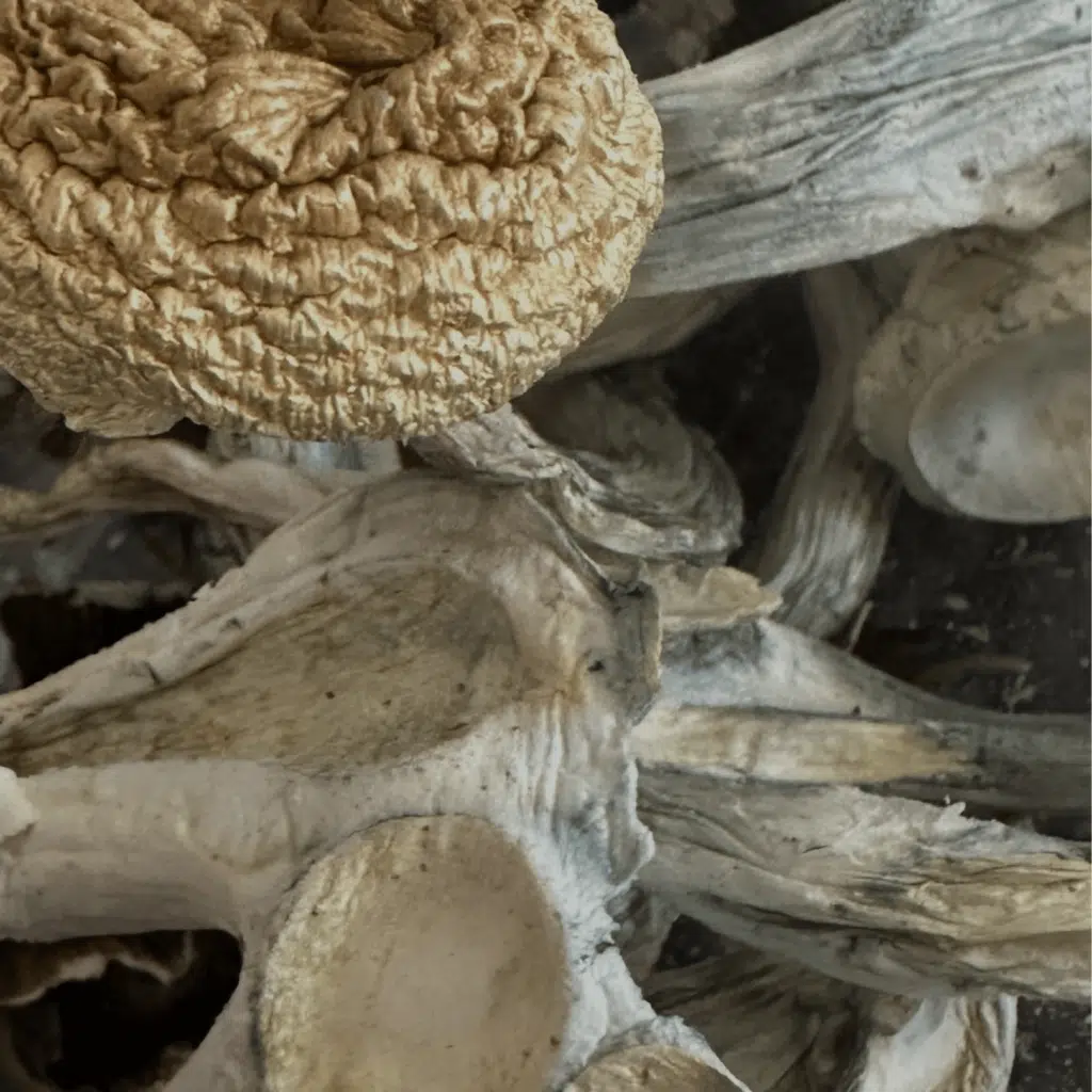 Tidal Wave magic mushrooms - MycoAndCo Ann Arbor