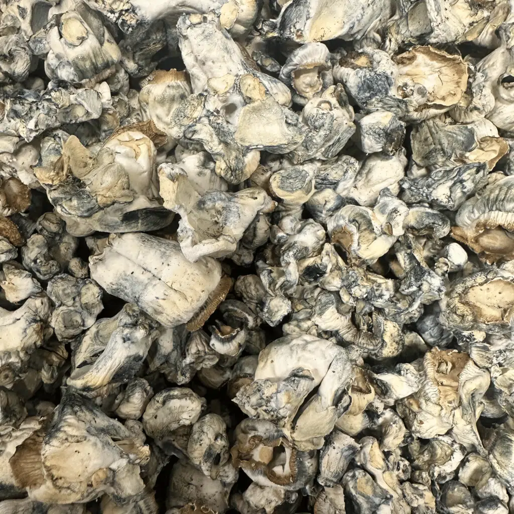 Toque F9 magic mushrooms - MycoAndCo Ann Arbor