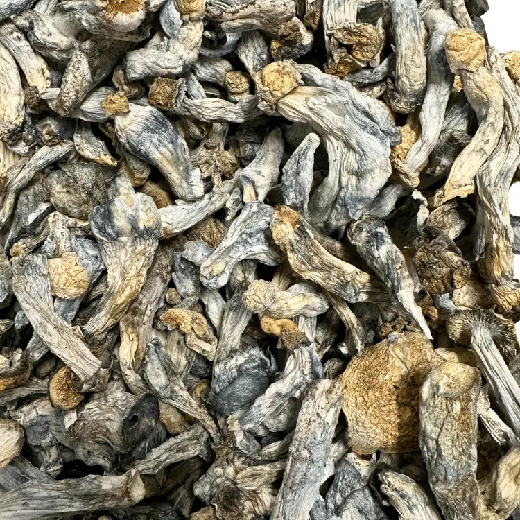 TWAPE (Tidal Wave x APE) magic mushrooms - MycoAndCo Ann Arbor