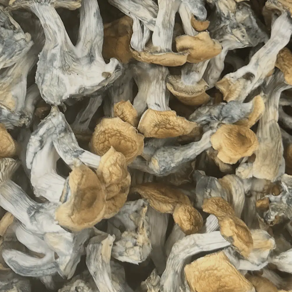 White Billy magic mushrooms - MycoAndCo Ann Arbor
