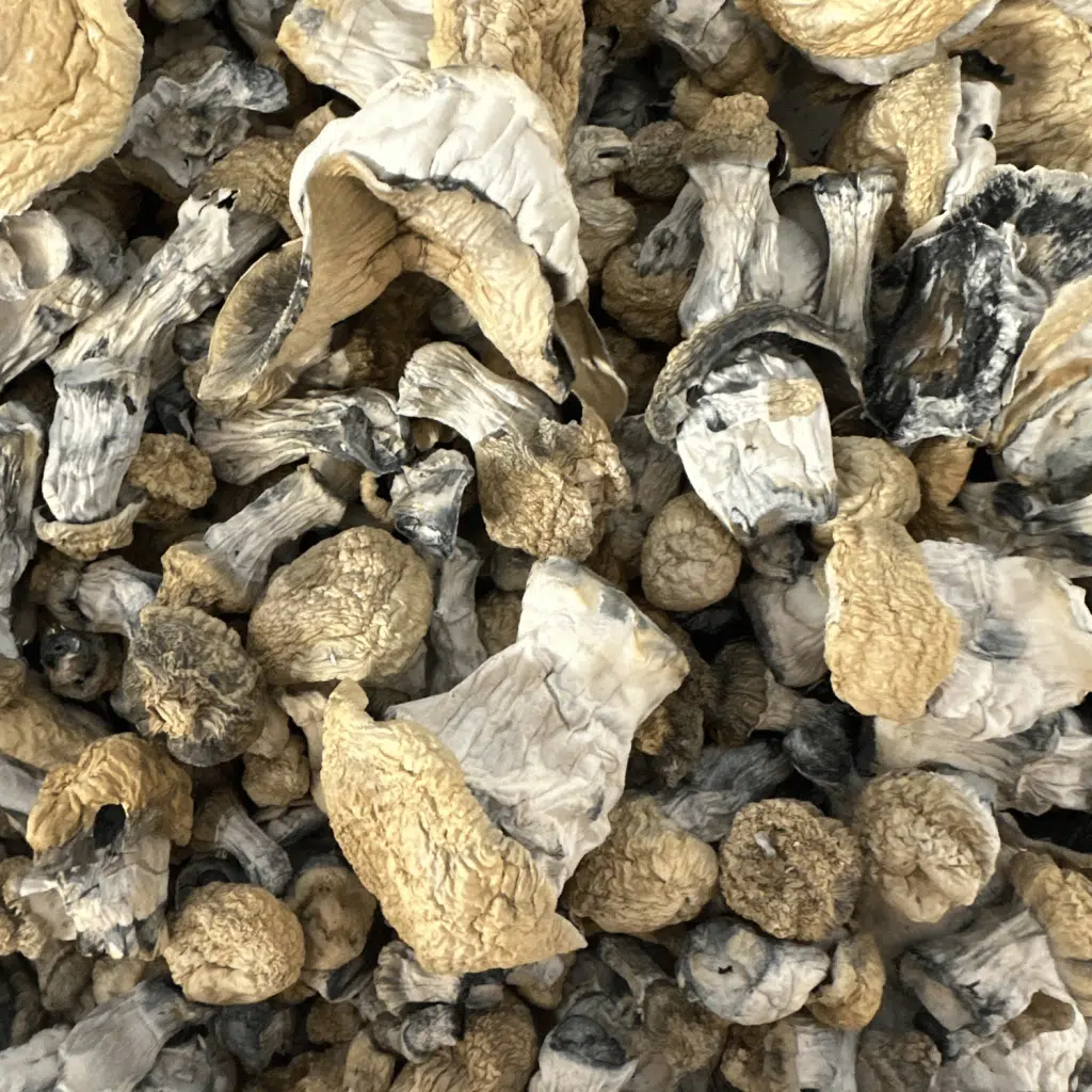Yeti magic mushrooms - MycoAndCo Ann Arbor