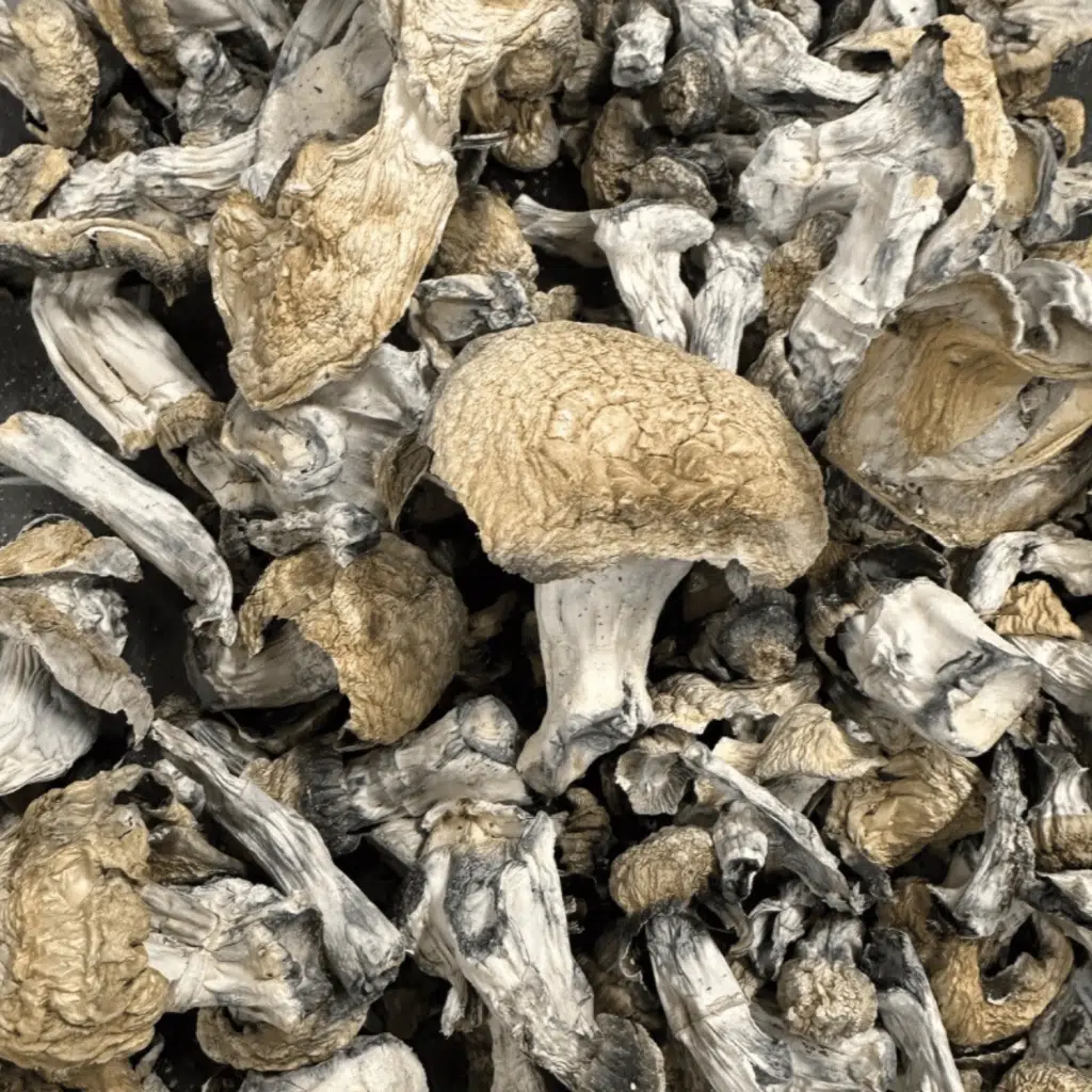 Albino Nutcracker magic mushrooms - MycoAndCo Ann Arbor