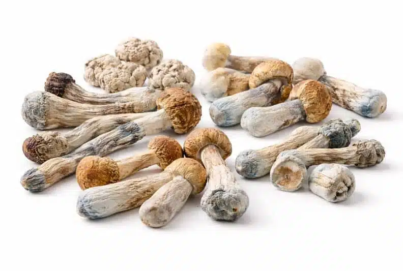 Magic mushrooms beginner's guide — different psilocybin strains side by side showing varying potency levels